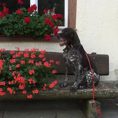 Silberdistel Guest house