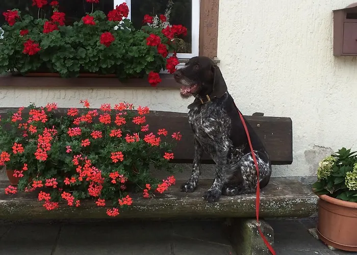 Silberdistel Konukevi