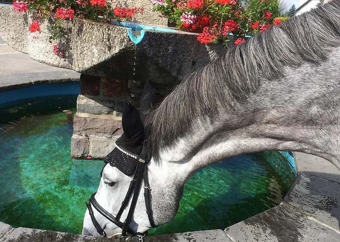 Silberdistel Gæstehus Ühlingen-Birkendorf